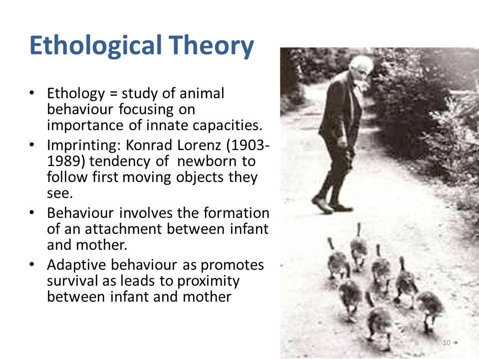 A discussion on the importance of the attachment theory